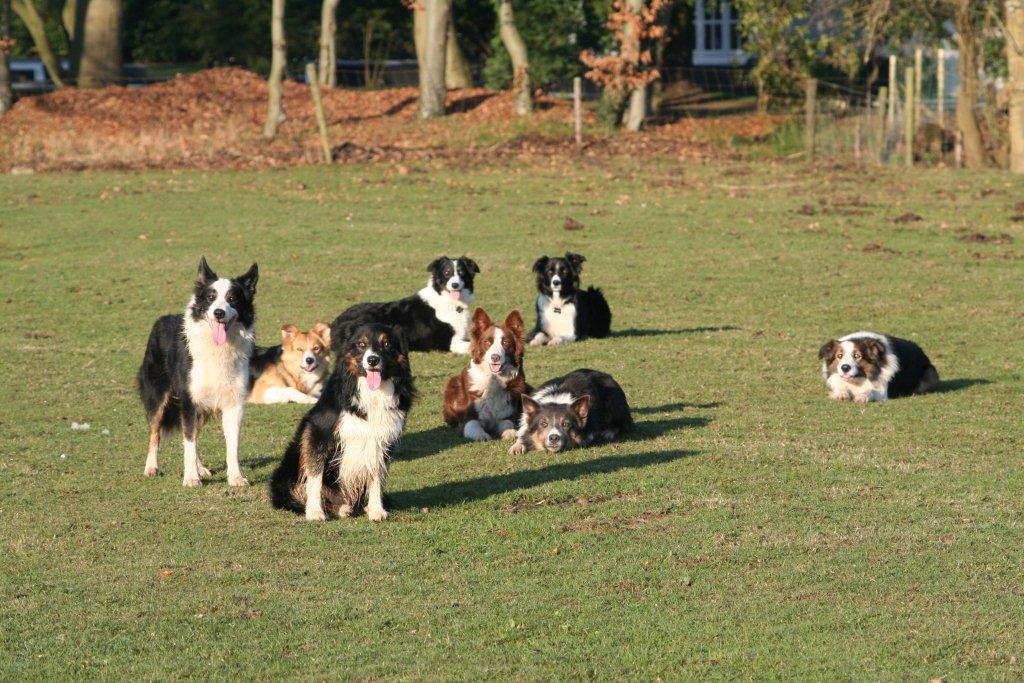 groep honden 4